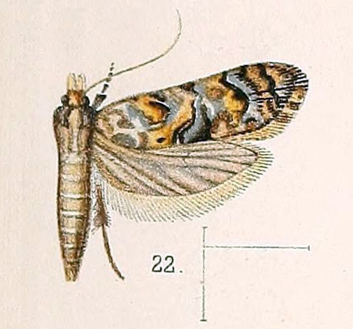 /filer/webapps/moths/media/images/C/chalybiellus_Autochthonus_HT_Walsingham_1891_4-22.jpg