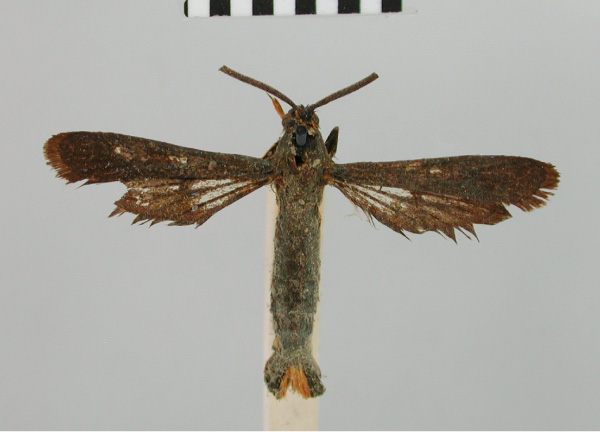 /filer/webapps/moths/media/images/C/chalypsa_Chamanthedon_HT_BMNH.jpg