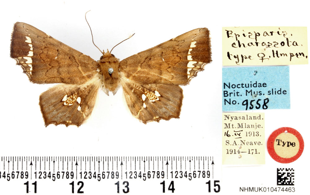 /filer/webapps/moths/media/images/C/charassota_Episparis_HT_BMNH.jpg
