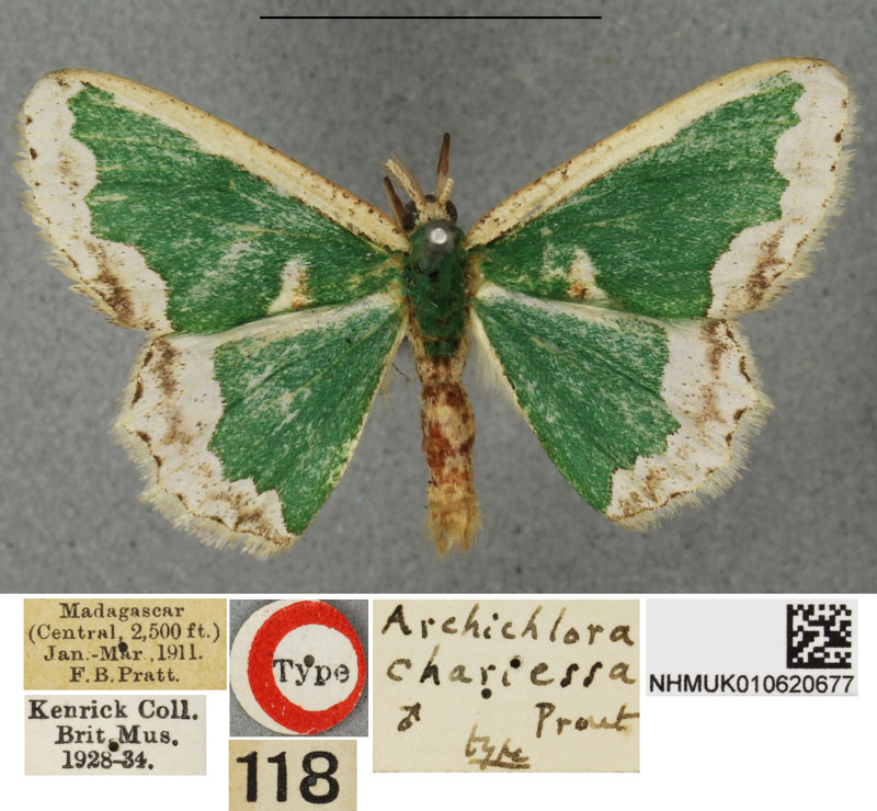 /filer/webapps/moths/media/images/C/chariessa_Archichlora_STM_BMNH.jpg