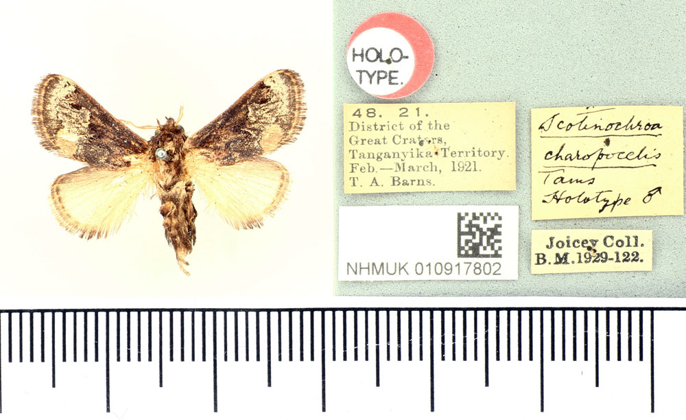 /filer/webapps/moths/media/images/C/charopocelis_Scotinochroa_HT_BMNH.jpg