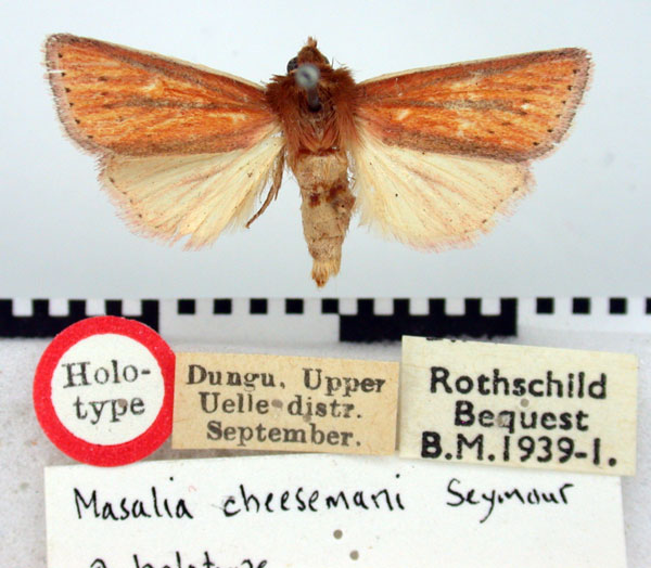 /filer/webapps/moths/media/images/C/cheesmanae_Masalia_HT_BMNH.jpg