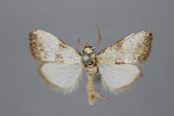 /filer/webapps/moths/media/images/C/chionea_Meganola_HT_BMNH.jpg