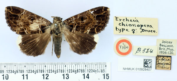 /filer/webapps/moths/media/images/C/chionopera_Ercheia_HT_BMNH.jpg