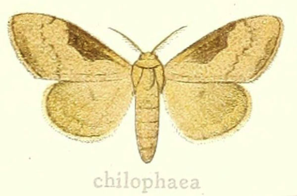 /filer/webapps/moths/media/images/C/chiophaea_Dasychira_HT_Hering_25d.jpg