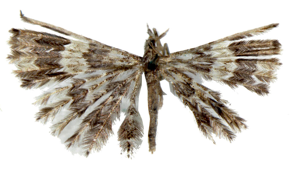 /filer/webapps/moths/media/images/C/chloracta_Alucita_HT_BMNH.jpg
