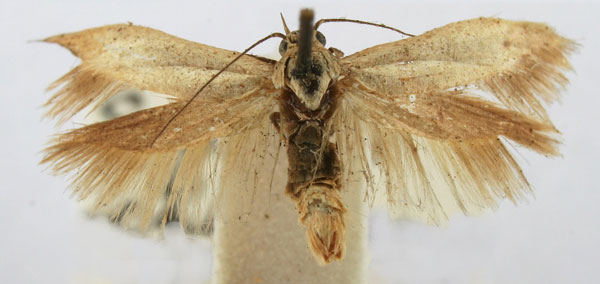 /filer/webapps/moths/media/images/C/chloraema_Haploscythris_HT_BMNH.jpg