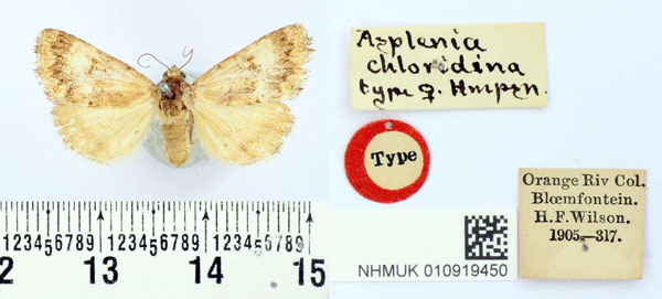 /filer/webapps/moths/media/images/C/chloridina_Asplenia_PLT_BMNH.jpg