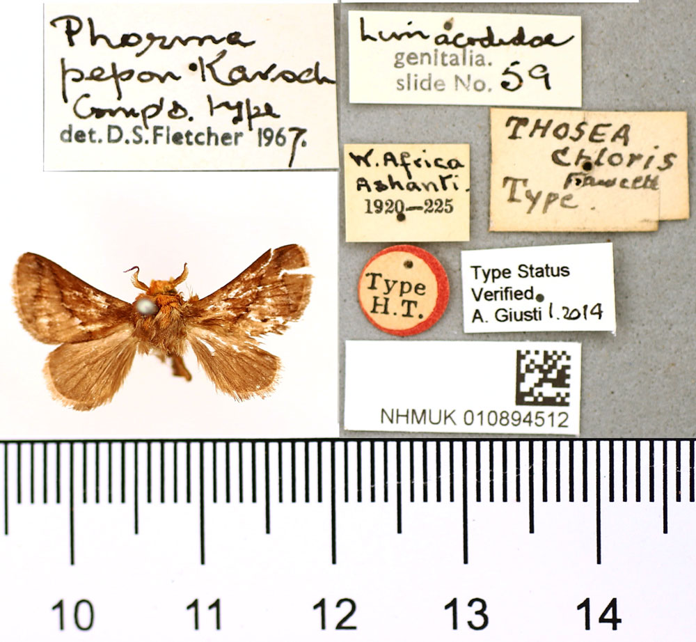 /filer/webapps/moths/media/images/C/chloris_Thosea_HT_BMNH.jpg
