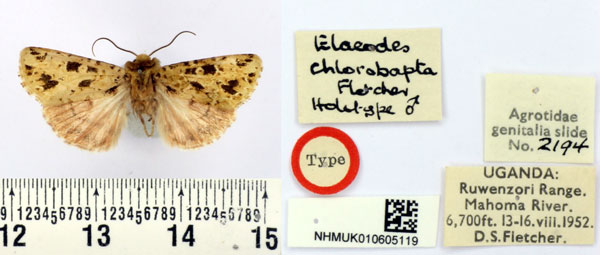 /filer/webapps/moths/media/images/C/chlorobapta_Elaeodes_HT_BMNH.jpg