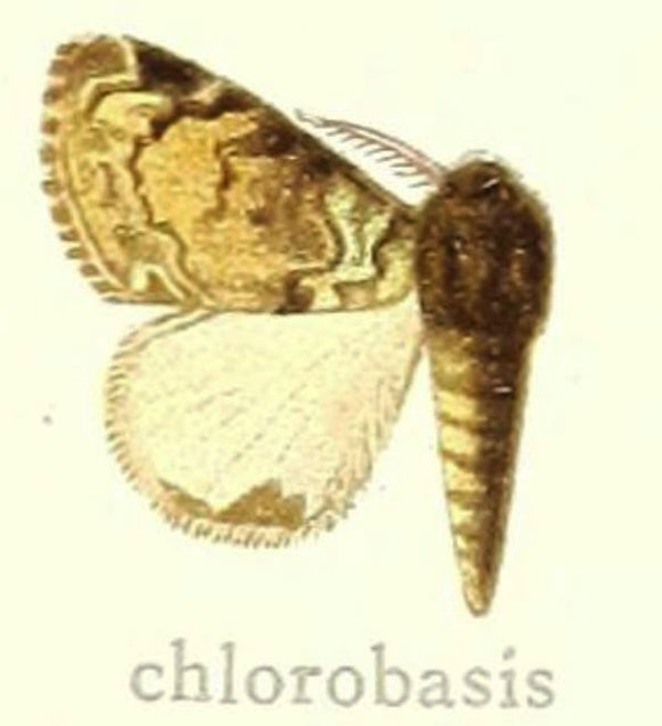 /filer/webapps/moths/media/images/C/chlorobasis_Dasychira_HT_Hering_27d.jpg