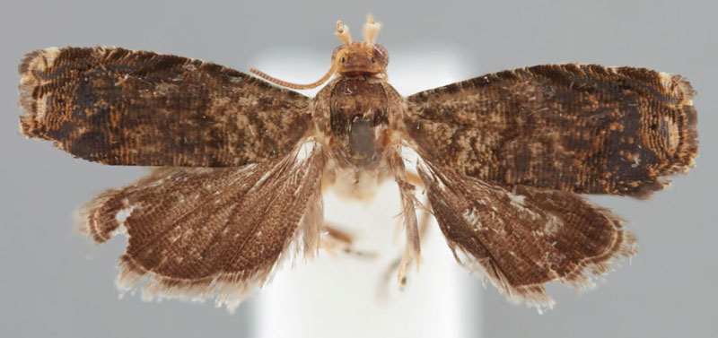 /filer/webapps/moths/media/images/C/chlorobathra_Eucosma_PTF_BMNH.jpg