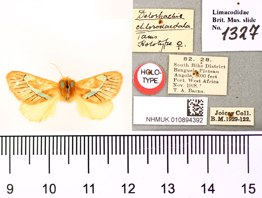 /filer/webapps/moths/media/images/C/chlorodaedala_Delorachis_HT_BMNH.jpg