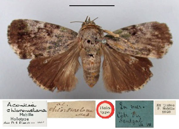 /filer/webapps/moths/media/images/C/chloromelana_Acontia_HT_BMNH.jpg
