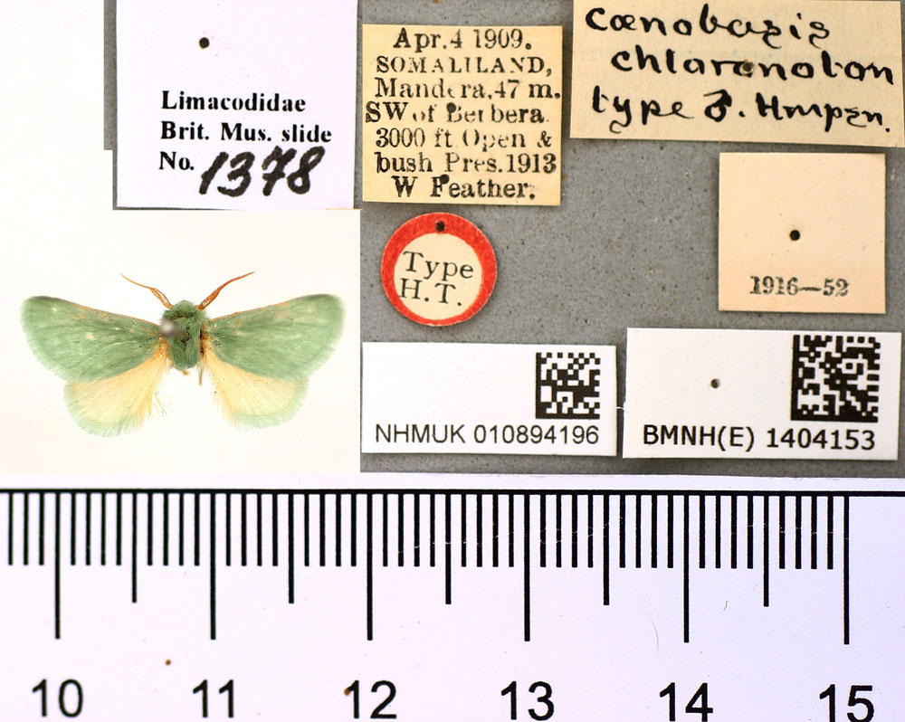 /filer/webapps/moths/media/images/C/chloronoton_Coenobasis_HT_BMNH.jpg