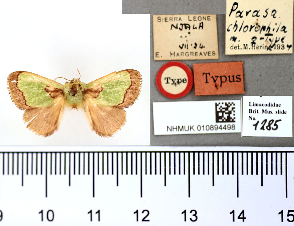 /filer/webapps/moths/media/images/C/chlorophila_Parasa_HT_BMNH.jpg