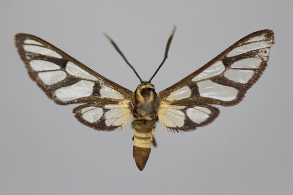 /filer/webapps/moths/media/images/C/chloroscia_Amata_HT_BMNH.jpg