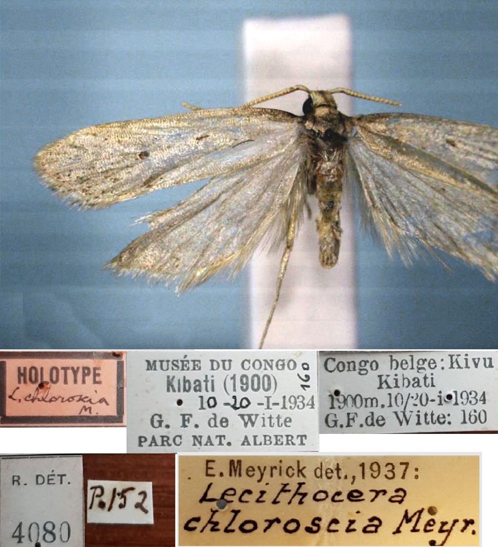 /filer/webapps/moths/media/images/C/chloroscia_Lecithocera_HT_RMCA.jpg