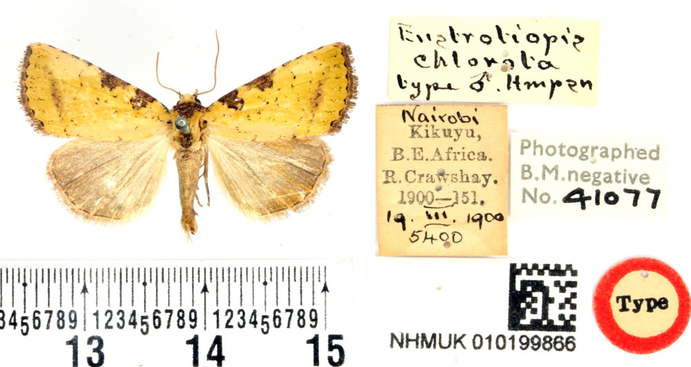 /filer/webapps/moths/media/images/C/chlorota_Eustrotiopis_HT_BMNH.jpg