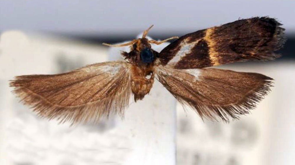 /filer/webapps/moths/media/images/C/chlorotoma_Onebala_HT_BMNH.jpg