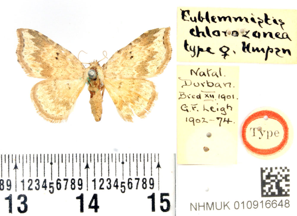 /filer/webapps/moths/media/images/C/chlorozonea_Eublemmistis_HT_BMNH.jpg