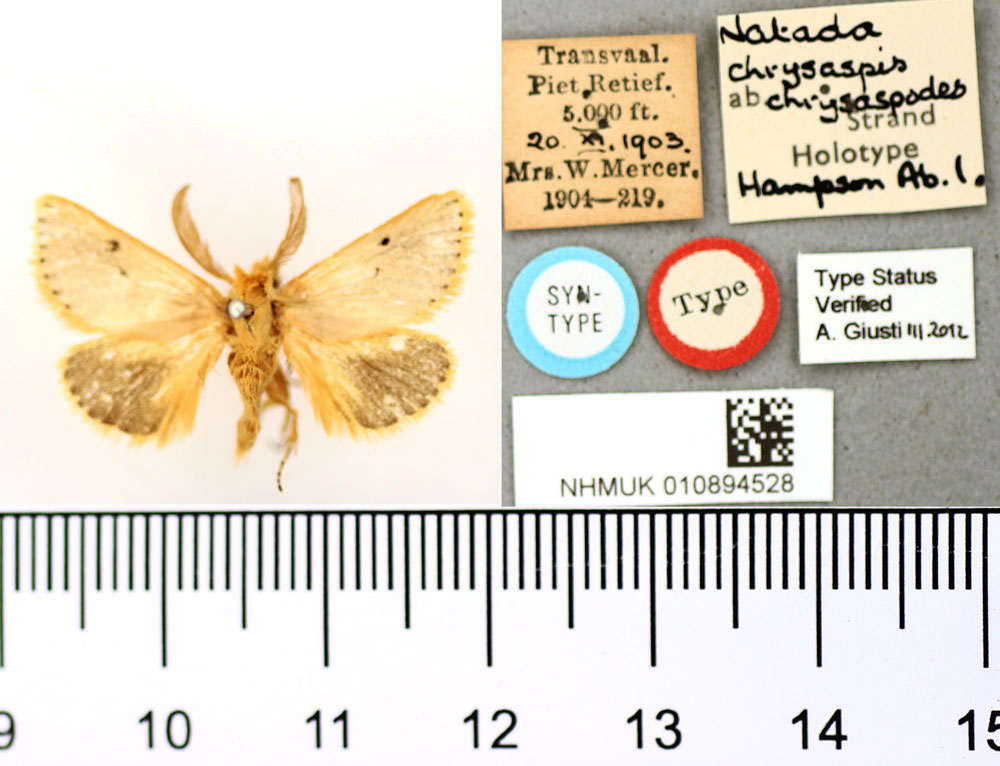 /filer/webapps/moths/media/images/C/chrysaspodes_Natada_HT_BMNH.jpg