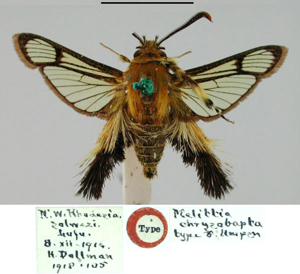 /filer/webapps/moths/media/images/C/chrysobapta_Melittia_HT_BMNH.jpg