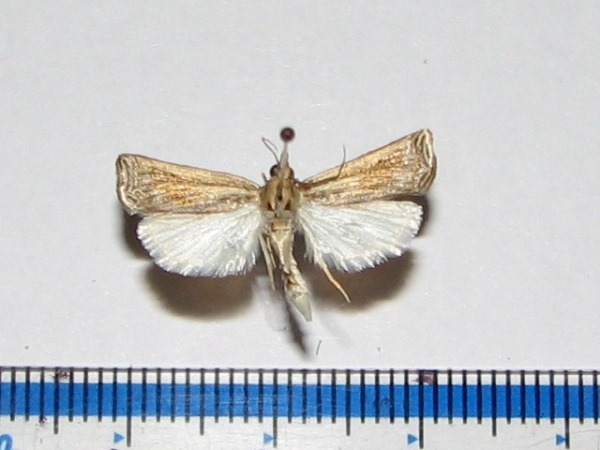 /filer/webapps/moths/media/images/C/chrysographellus_Ancylolomia_A_Goffa.jpg