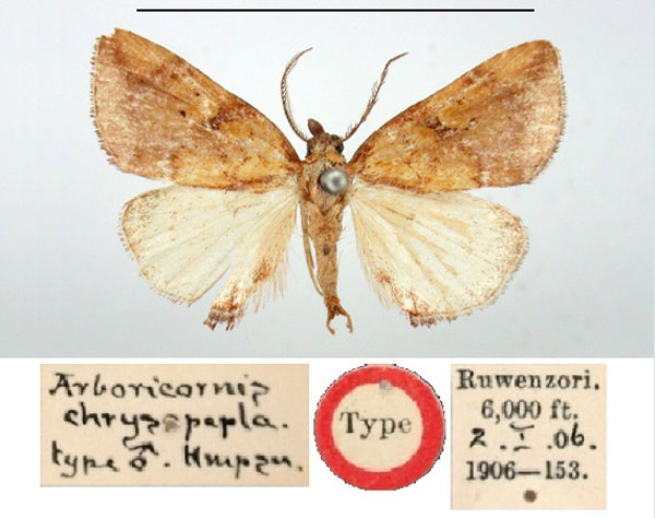 /filer/webapps/moths/media/images/C/chrysopepla_Arboricornus_HT_BMNH.jpg