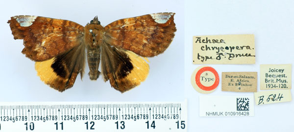 /filer/webapps/moths/media/images/C/chrysopera_Achaea_HT_BMNH.jpg