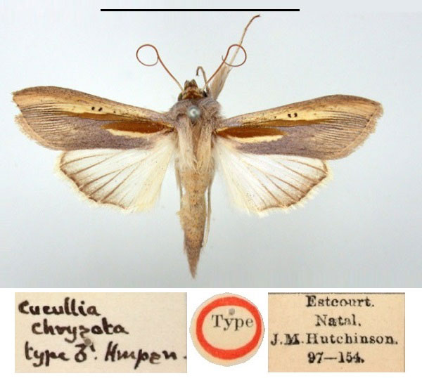 /filer/webapps/moths/media/images/C/chrysota_Cucullia_HT_BMNH.jpg