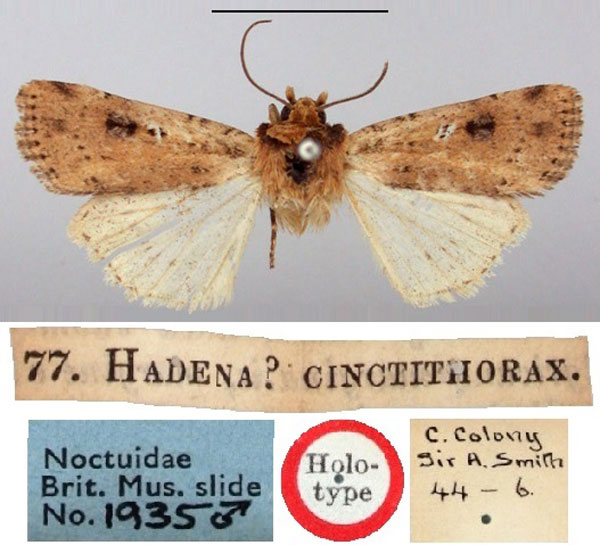 /filer/webapps/moths/media/images/C/cinctithorax_Hadena_HT_BMNH.jpg