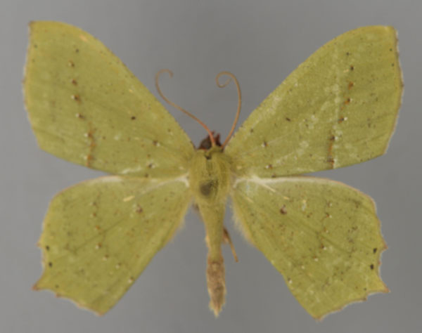 /filer/webapps/moths/media/images/C/cinctuta_Dryochlora_A_ZSM_01.jpg