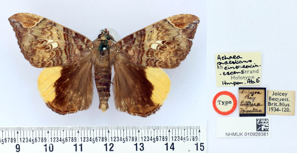 /filer/webapps/moths/media/images/C/cinereovirescens_Achaea_HT_BMNH.jpg