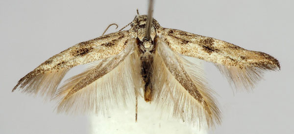 /filer/webapps/moths/media/images/C/cinisella_Scythris_AF_BMNH.jpg