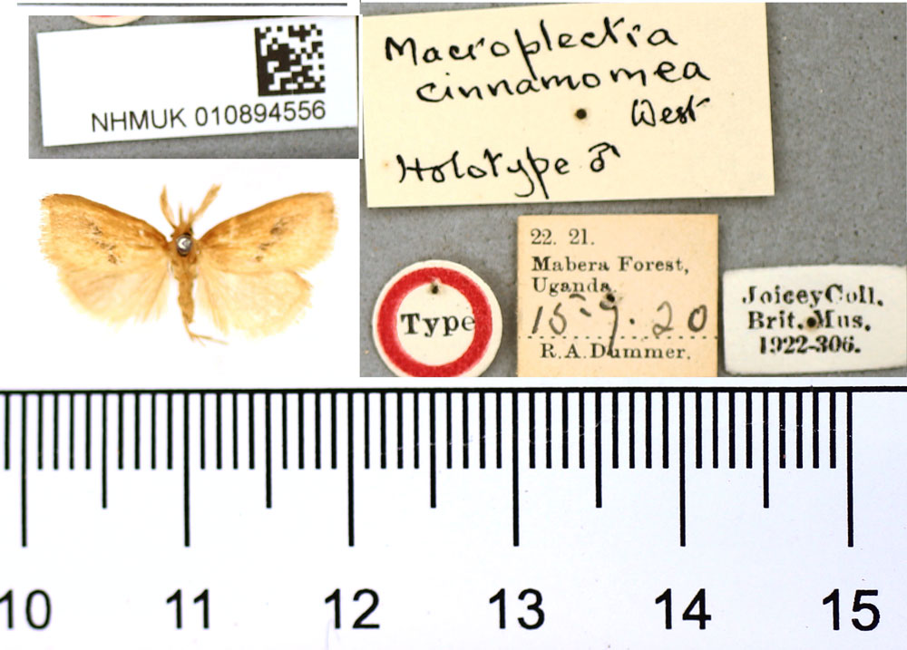 /filer/webapps/moths/media/images/C/cinnamomea_Macroplectra_HT_BMNH.jpg