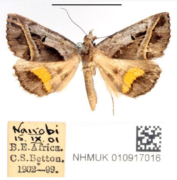 /filer/webapps/moths/media/images/C/circumdata_Acantholipes_AF_BMNH_02.jpg