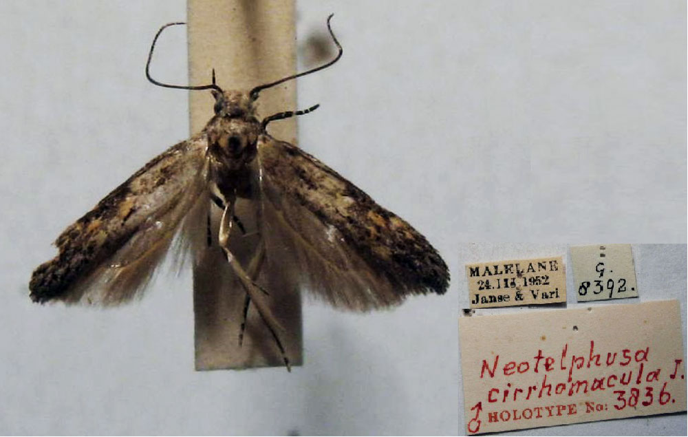/filer/webapps/moths/media/images/C/cirrhomacula_Neotelphusa_HT_TMSA.jpg
