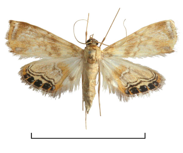 /filer/webapps/moths/media/images/C/citrialis_Eoophyla_HT_BMNH.jpg