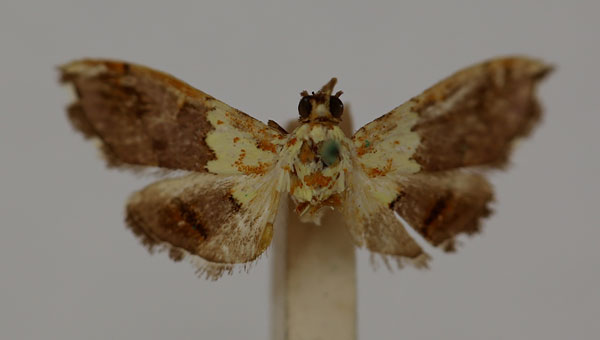 /filer/webapps/moths/media/images/C/citrina_Agrotera_HT_BMNH.jpg