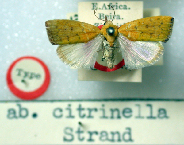 /filer/webapps/moths/media/images/C/citrinella_Earias_HT_BMNH.jpg
