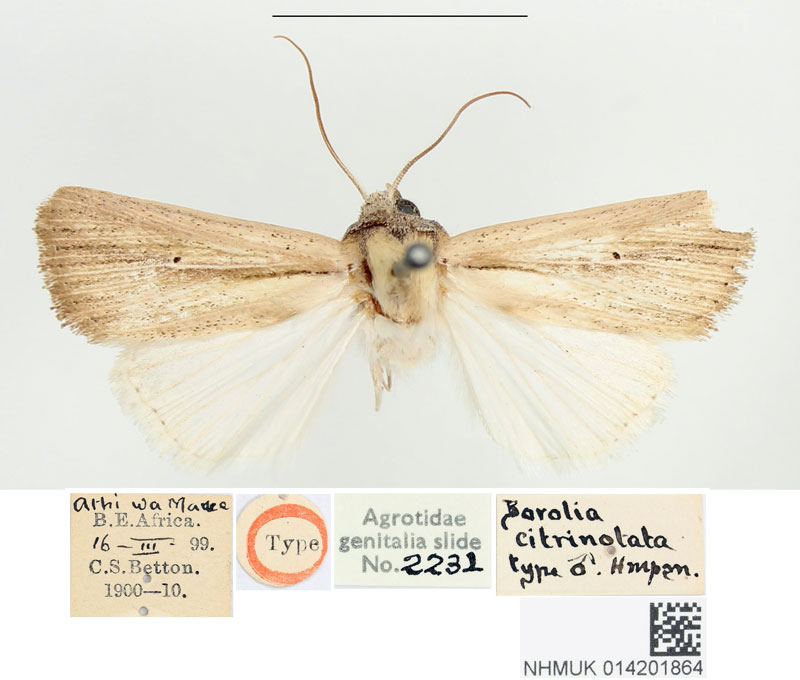 /filer/webapps/moths/media/images/C/citrinotata_Borolia_HT_BMNH.jpg