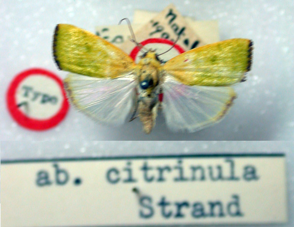 /filer/webapps/moths/media/images/C/citrinula_Earias_HT_BMNH.jpg