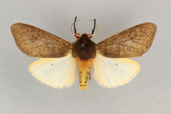/filer/webapps/moths/media/images/C/clara_Teracotona_AM_BMNH.jpg