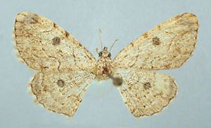 /filer/webapps/moths/media/images/C/clarissima_Orbamia_HT_ZSMa.jpg