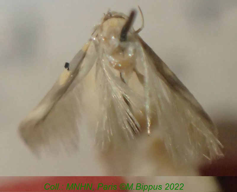 /filer/webapps/moths/media/images/C/clarkei_Stathmopoda_HT_MNHN.jpg