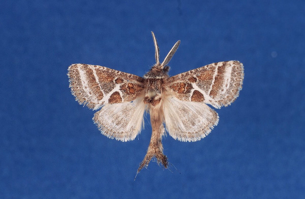 /filer/webapps/moths/media/images/C/claudiae_Arbelodes_HT_BMNH.jpg