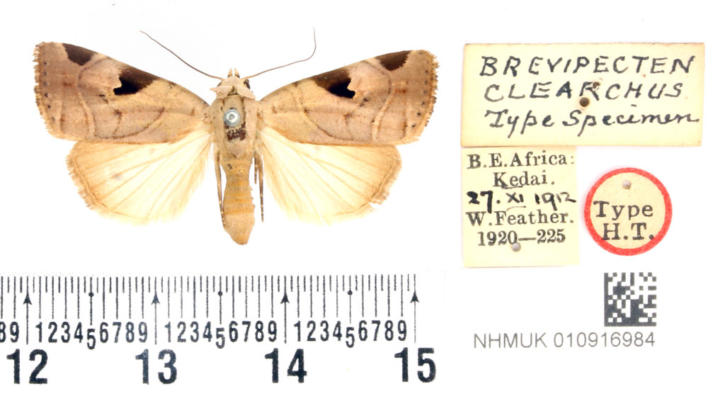 /filer/webapps/moths/media/images/C/clearchus_Brevipecten_HT_BMNH.jpg