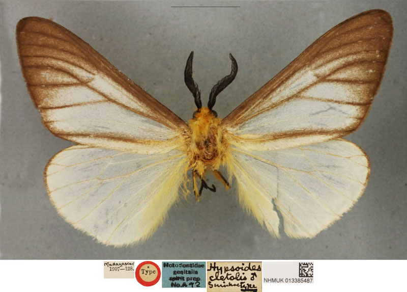 /filer/webapps/moths/media/images/C/cleotis_Hypsoides_HT_BMNH.jpg