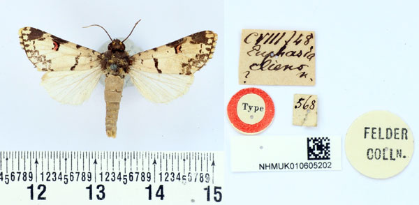 /filer/webapps/moths/media/images/C/cliens_Euphasia_HT_BMNH.jpg